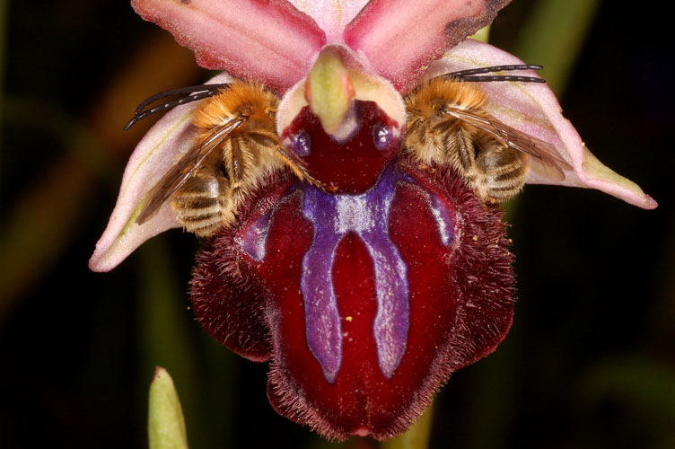 Ophrys sipontensis.jpg