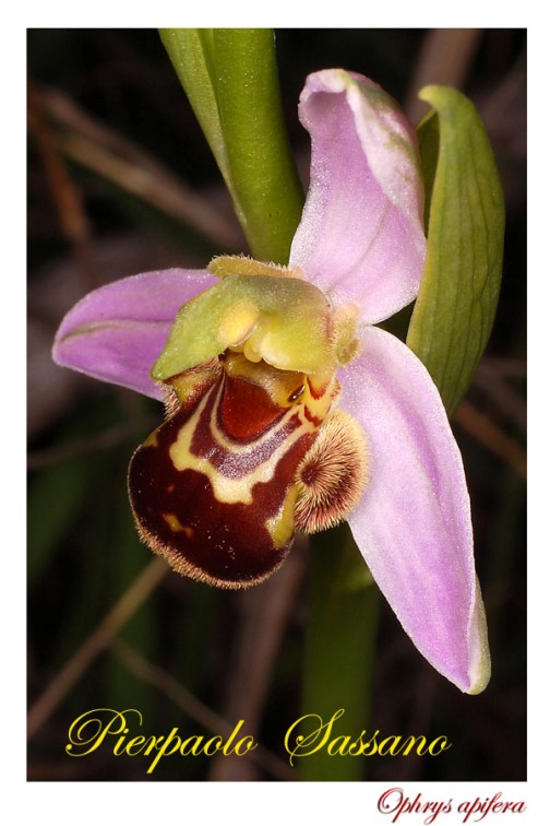 Ophrys apifera.jpg