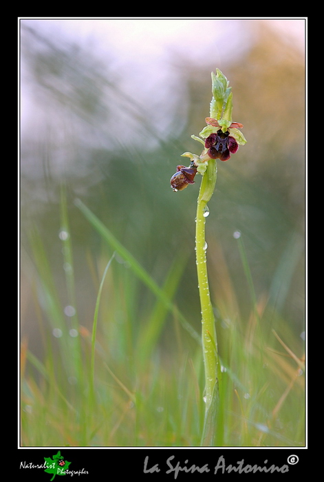 Ophrys_panormitana_01.jpg