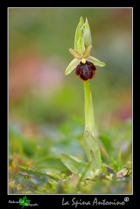 Ophrys_panormitana_02.jpg