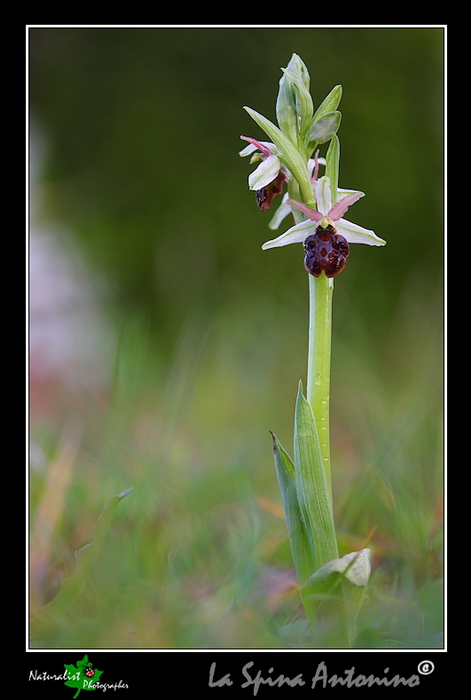 Ophrys_panormitana_03.jpg