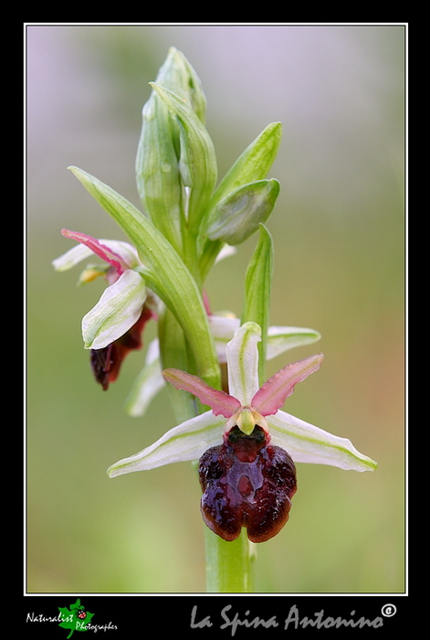 Ophrys_panormitana_04.jpg
