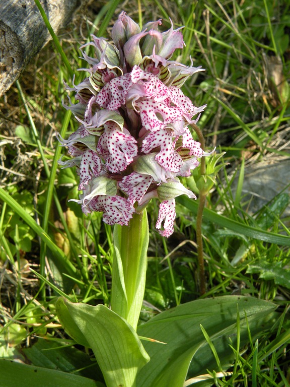 N_lactea10.jpg