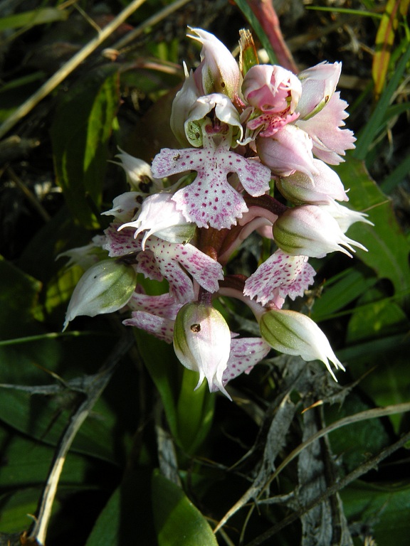 N_lactea08.jpg