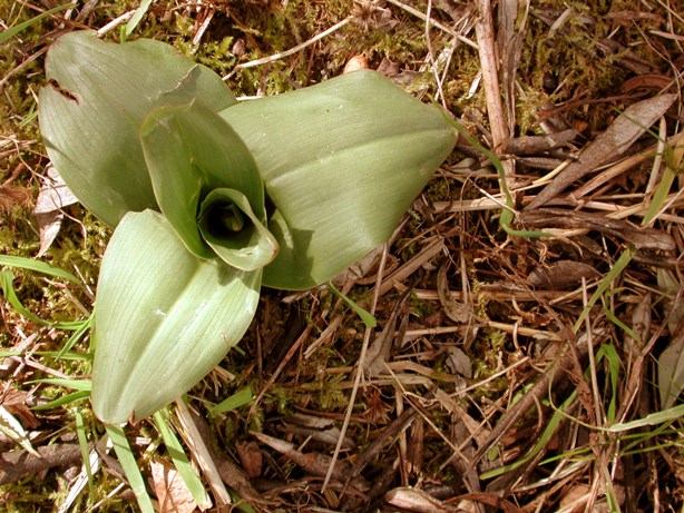 04 Orchis purpurea 2013 Rosetta bis.jpg