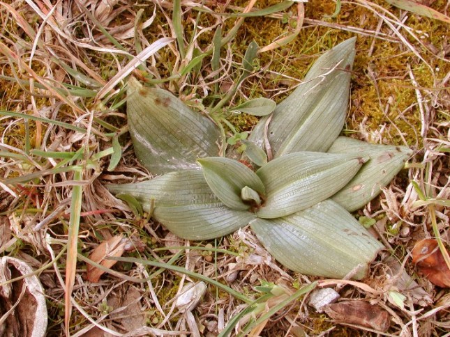 01 Ophrys sphegodes 2013 rosetta bis.jpg