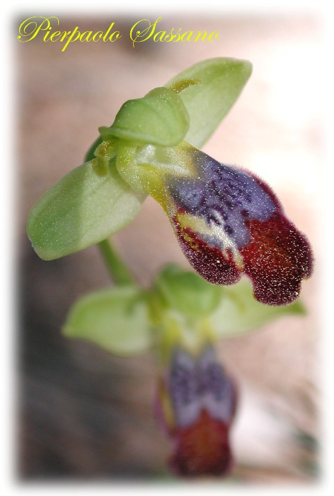 Ophrys fusca.jpg