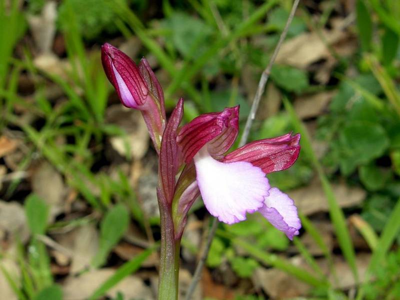 A. papilionaceea-2.jpg