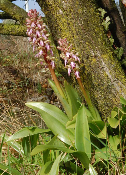 Himantoglossum robertianum ( Loisel.) P. Delforge. 01.jpg