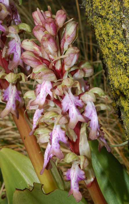 Himantoglossum robertianum ( Loisel.) P. Delforge. 02.jpg