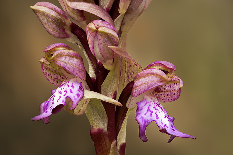 Himantoglossum robertianum.jpg