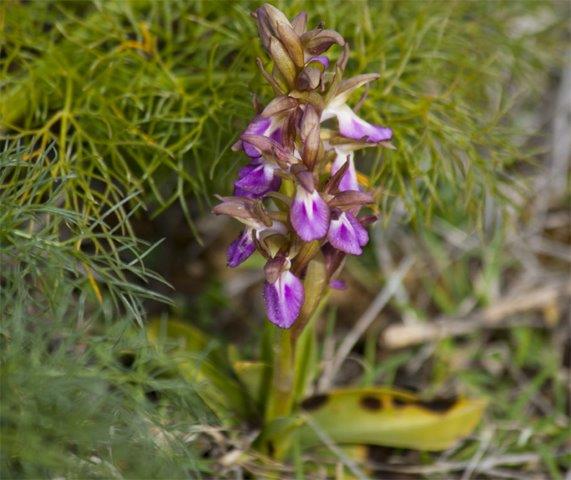 anacamptis collina.jpg