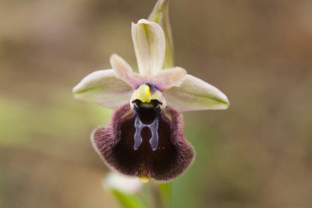 Ibrido tgrandiflora x incubacea.jpg