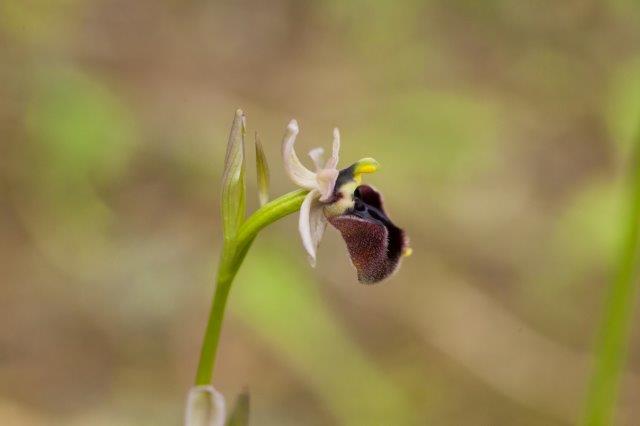 ibrido incubacea x grandiflora1.jpg