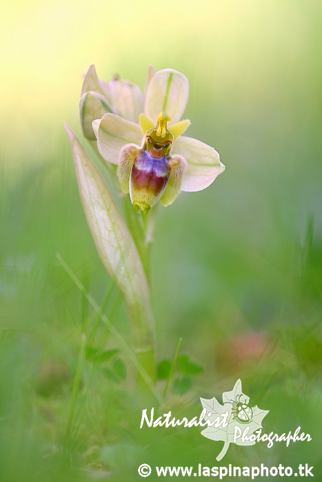 Ophrys bombyliflora × tenthredinifera_01.jpg