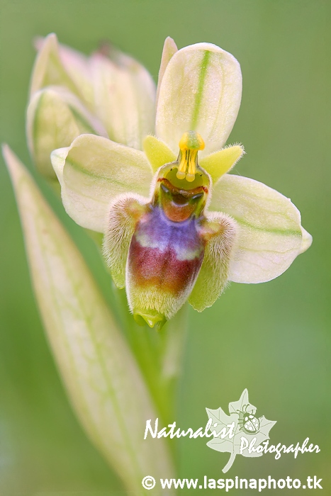 Ophrys bombyliflora × tenthredinifera_02.jpg