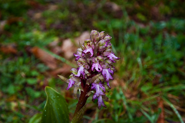 DSC_4037.JPG