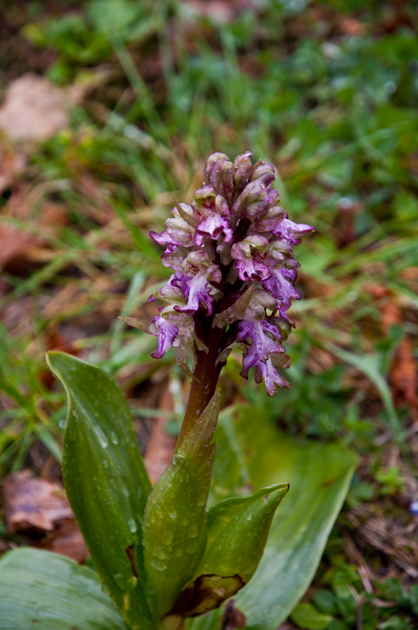 DSC_4031.JPG