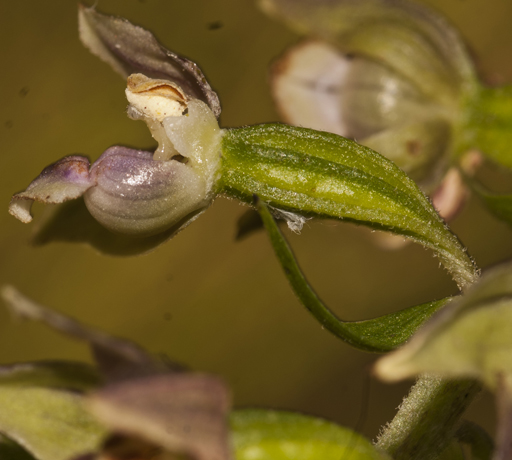 Rubbio_francavilla in Sinni 7960.jpg