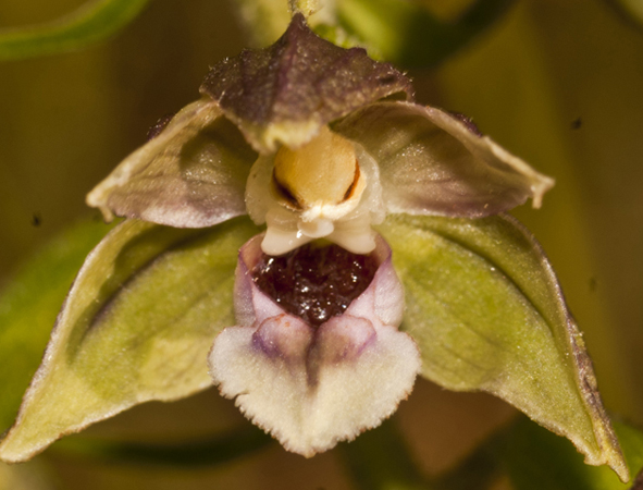 Rubbio_francavilla in Sinni 7954.jpg