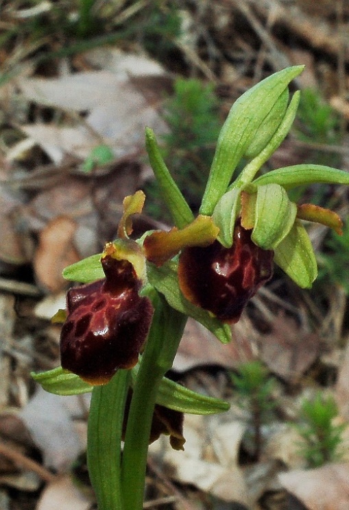 Ophrys sphegodes 6655.JPG