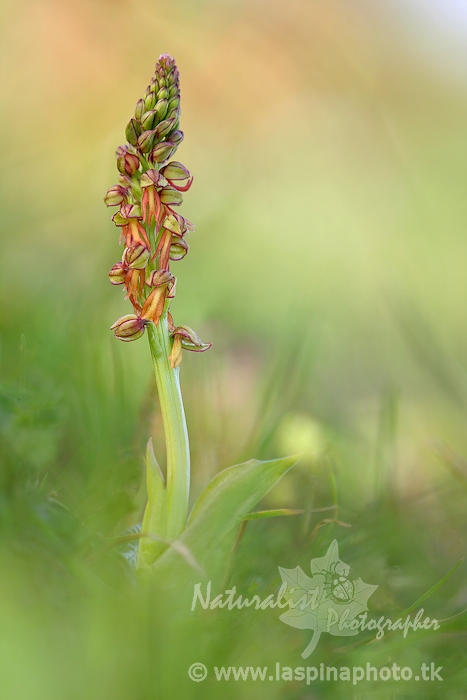 Orchis antropophora_NL.jpg