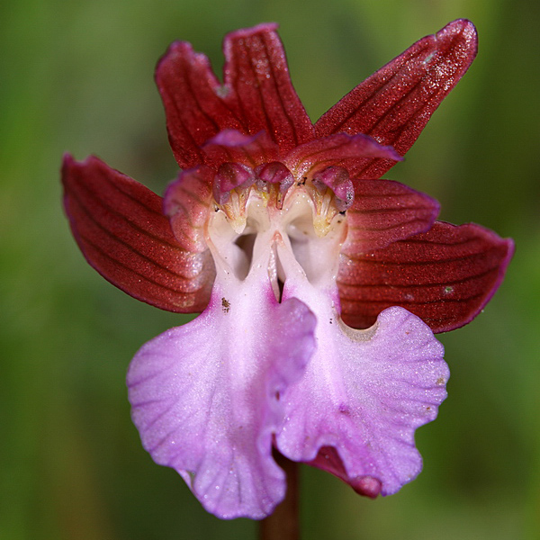 Papilionacea.jpg