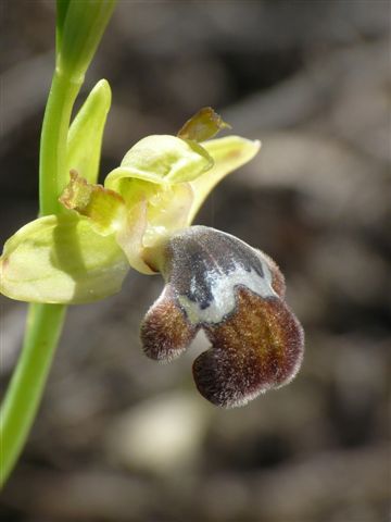 Oph.omegaifera .JPG