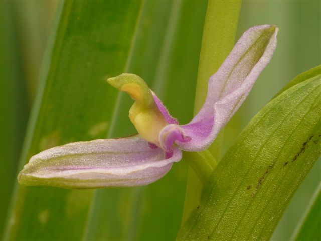 Oph. cornutula .JPG