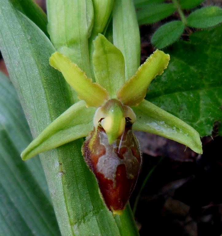 Copia di Ophrys sphegodes 2.jpg