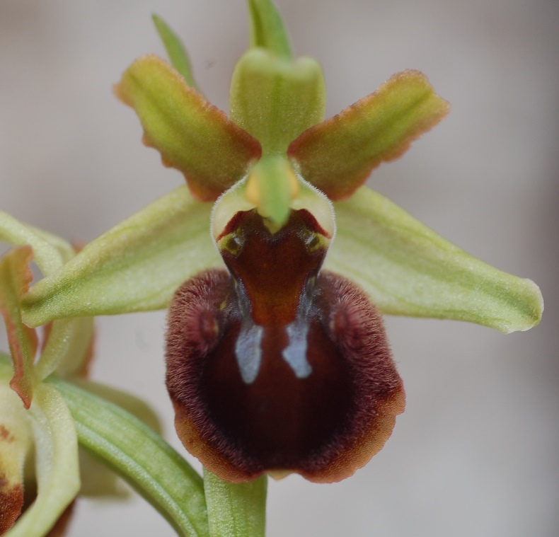 Ophrys sphegodes 6731 - Copia.JPG