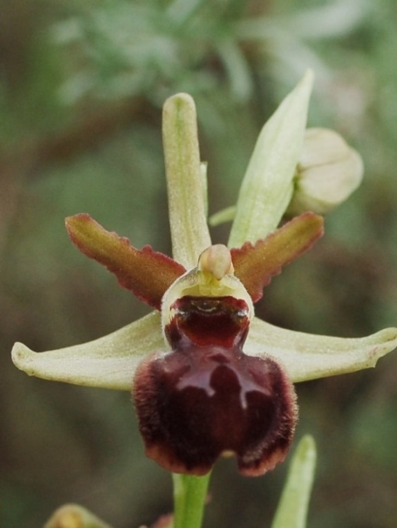 Ophrys sphegodes 6708 - Copia.JPG