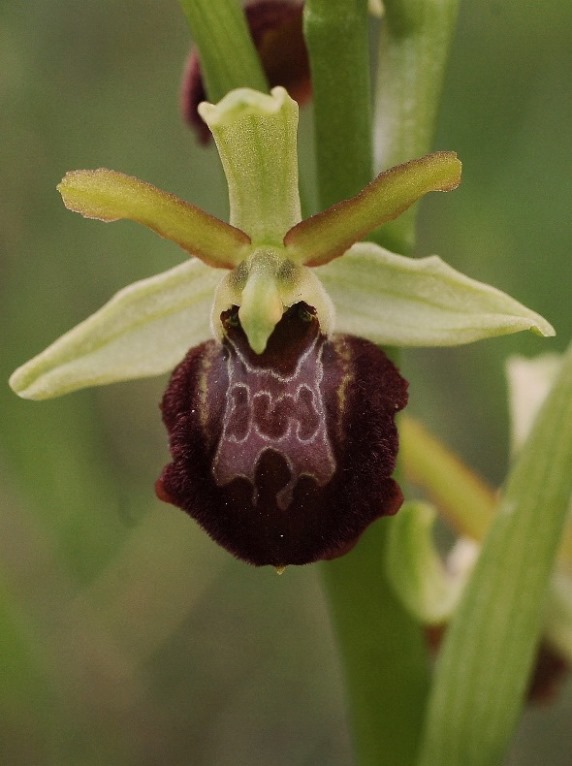 Ophrys sphegodes 6711 - Copia.JPG