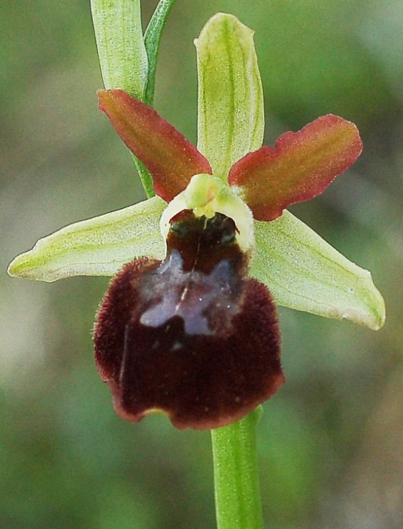 Ophrys sphegodes 6716 - Copia.JPG