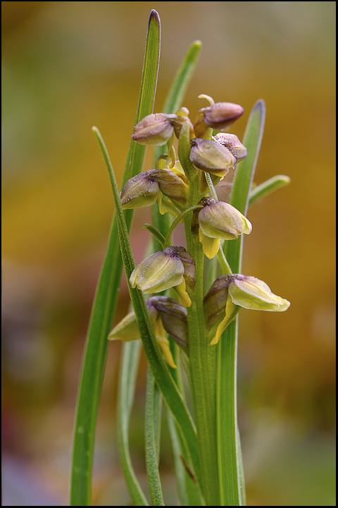 Chamorchis2.jpg