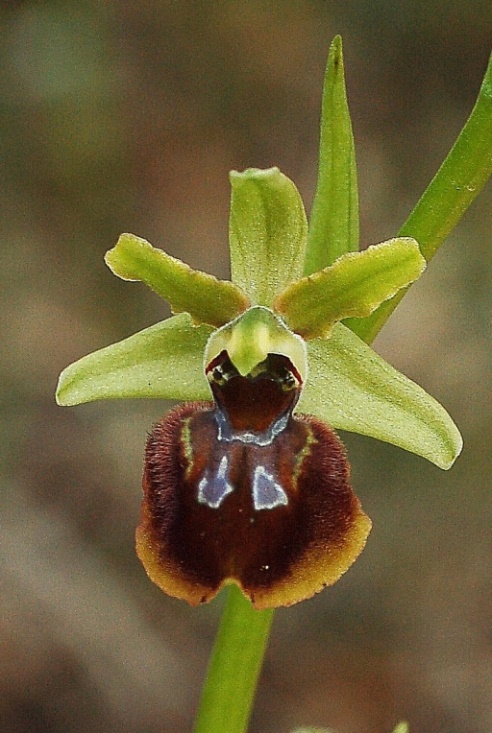 Ophrys sphegodes 6741 - Copia.JPG