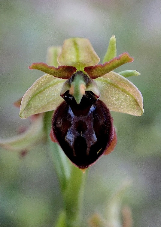 Ophrys sphegodes 320 - Copia.JPG