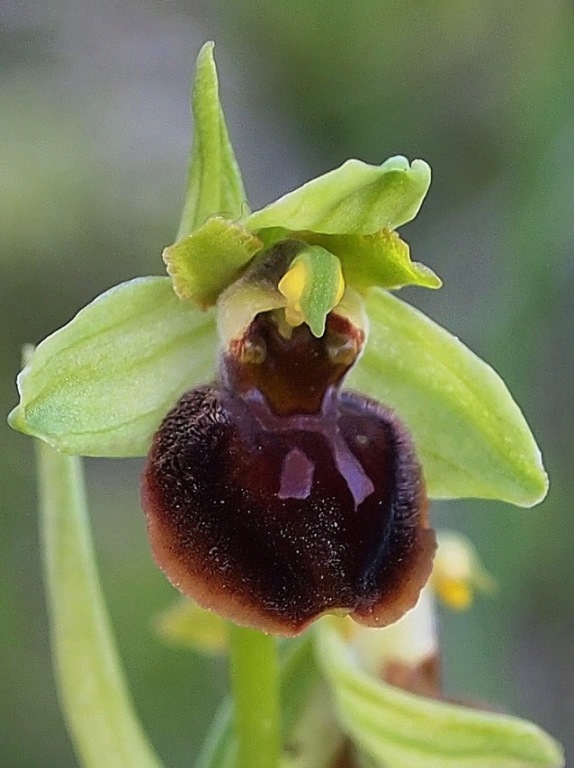 Ophrys sphegodes 322 - Copia.JPG