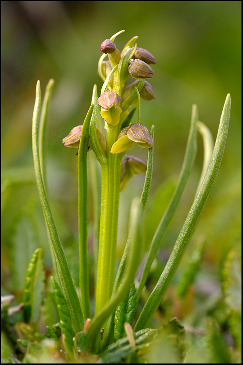 Chamorchis3bis.jpg