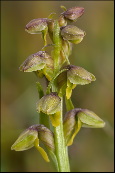 Chamorchis4.jpg