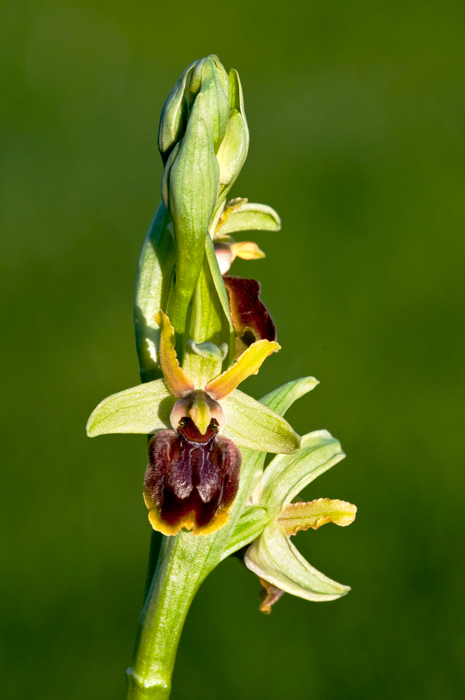 Ophrys sphegodes.jpg