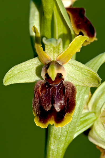 Ophrys-sphegodes-2.jpg