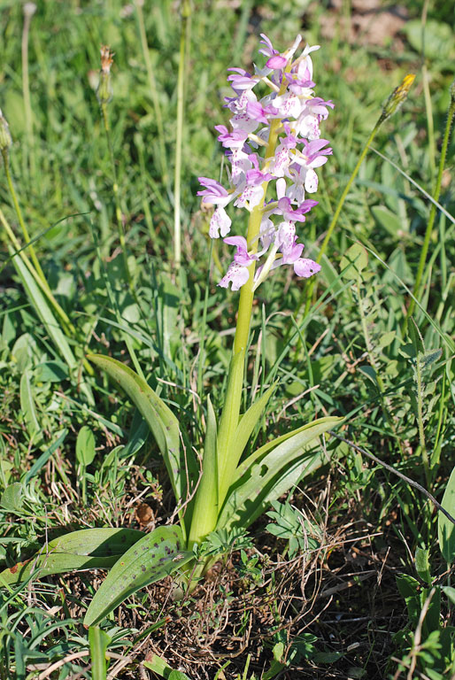 Orchis xpenzigiana sardoa (1).jpg