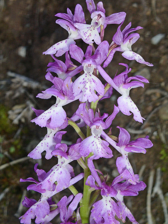 Orchis xpenzigiana sardoa (2).jpg