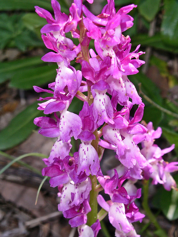 Orchis xpenzigiana sardoa (3).jpg