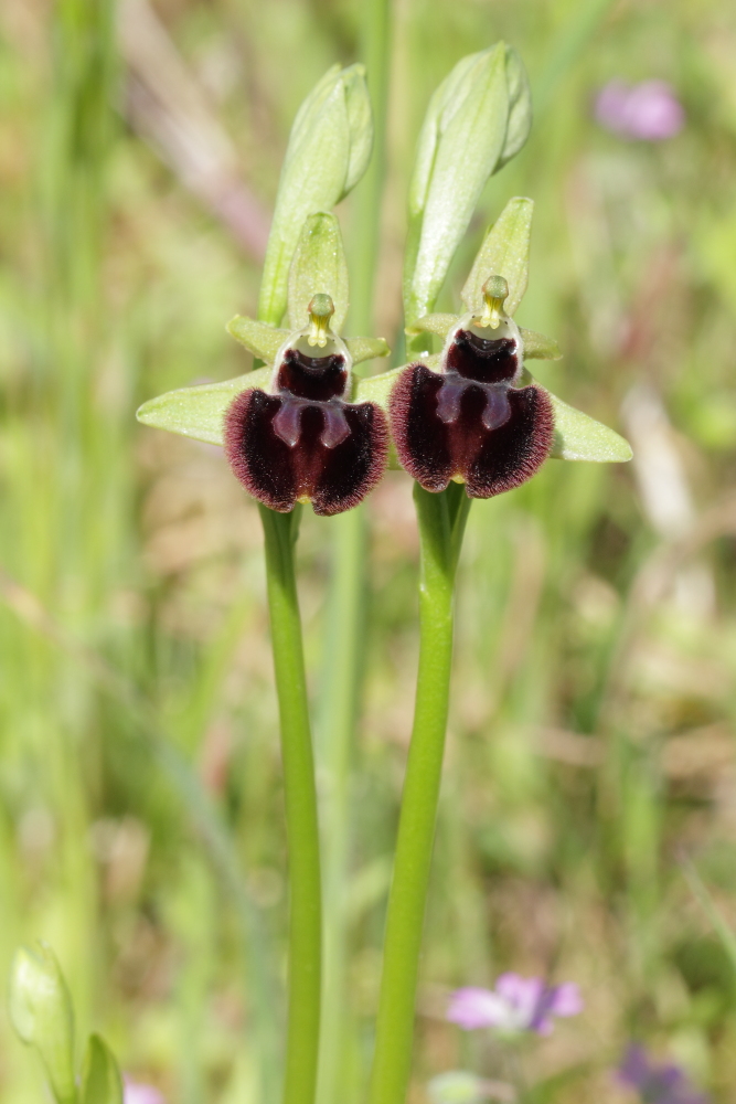 Ophrys gemelle4.JPG