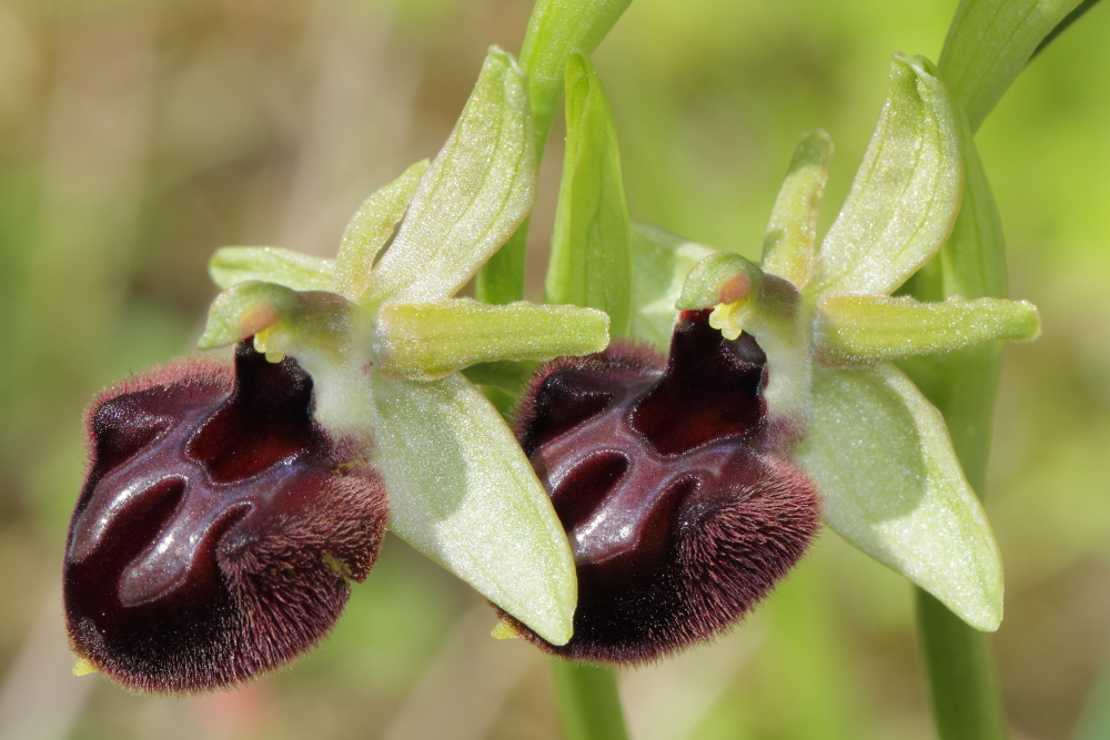 Ophrys gemelle2.JPG