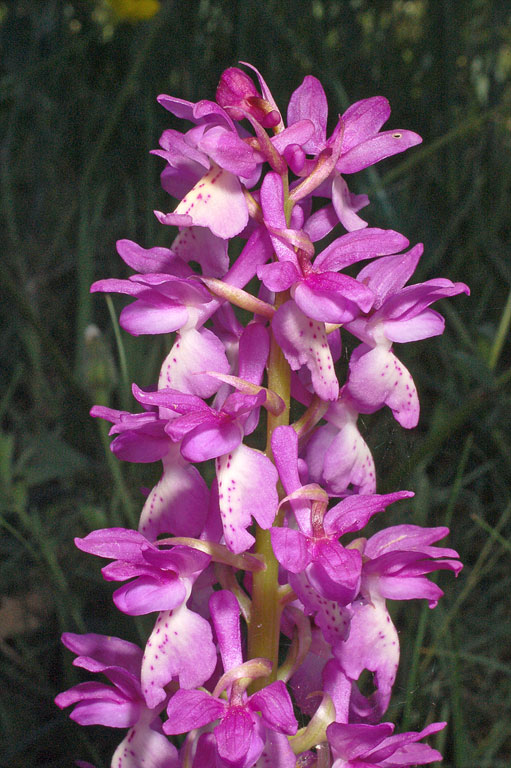 Orchis xpenzigiana sardoa (5).jpg