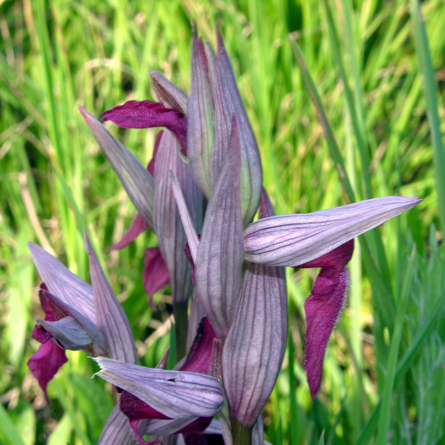 Serapias ibrido 2.JPG