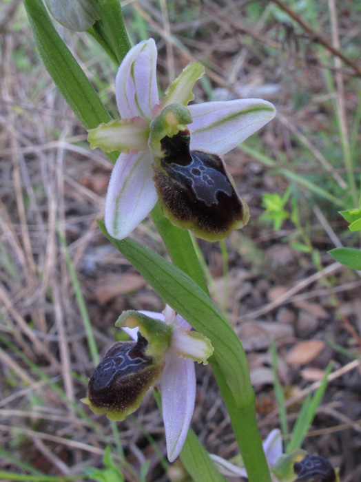 O. splendida 1.jpg